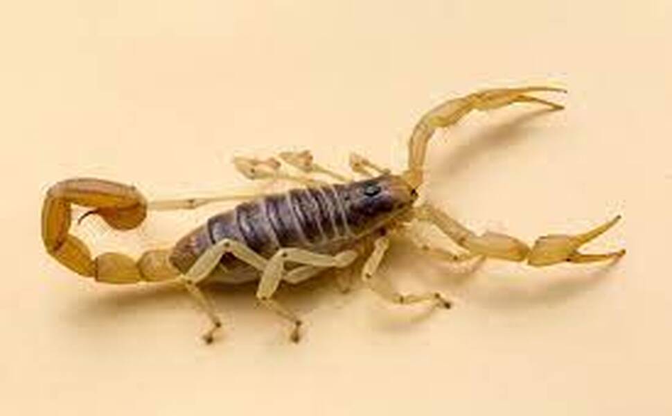 scorpion in arizona